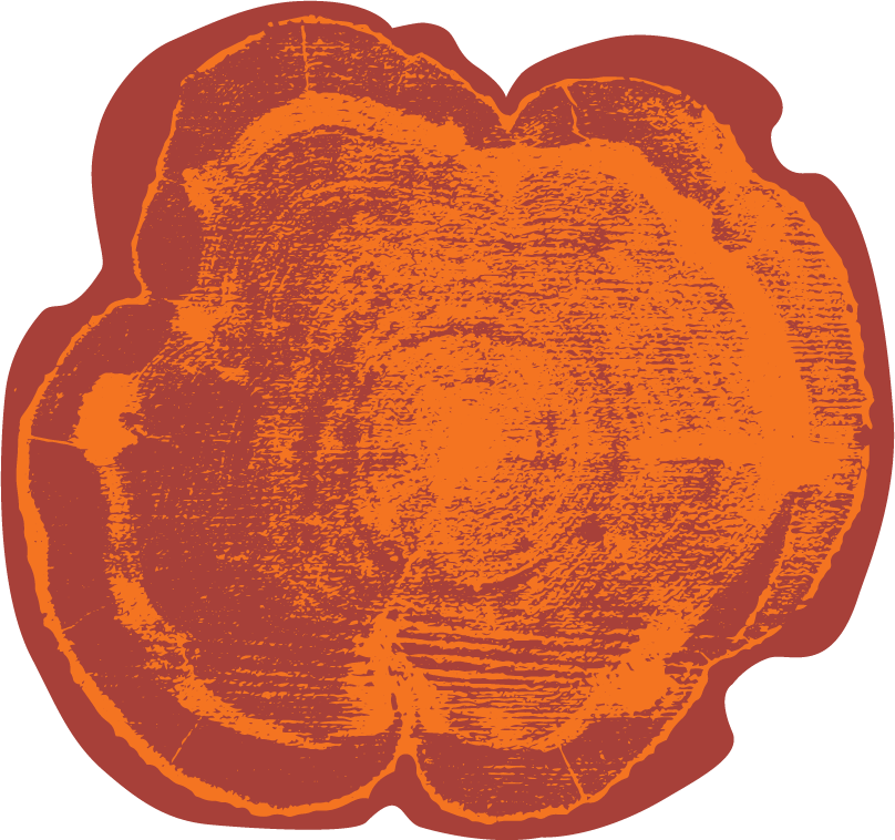 Tree trunk cross-section
